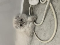 Son yavru uzun tüylü scottish fold