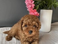KORE KAN RED TOY POODLE  YAVRULARIM 