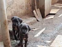 Acil dev cane corso yavrular