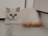 Dişi ve erkek british longhair mevcuttur