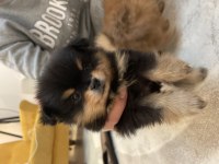2 aylık yavrular sahiplendirmeye hazır pomeranian boo