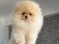 Pomeranian Boo Köpeği
