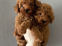 Şık Görünümün Ve Sevimliliğin Buluşması Toy Poodle
