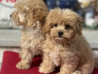 Ankarada yasal çiftlikde ziyarete açık maltipoo