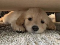 Sağlık ve ırk garantili oyuncu golden retriever köpekler