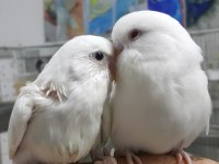 İsteyene hobi olarak yada üretim amaçlı muhabbet kuşlar
