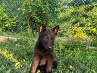 Solid Black Ve Bicolor Alman Kurdu Yavruları