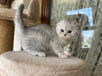 Scottish fold yavruları