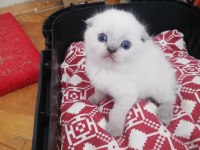 Scottish fold 2 AYLIK yavrular verilmeye hazır