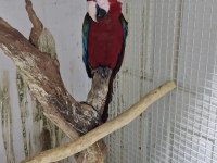 Red Green Macaw Papağanı