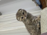 GOLDEN TABBY ÖZEL IRK BRİTİSH SHORTHAİR