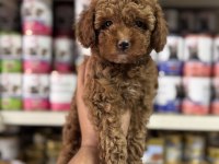 Toy Poodle Sıfır Numara Yavrular