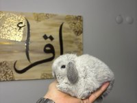 HOLLANDA LOP TAVŞANLARI VE CÜCELER
