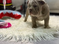 Türkiye deki en özel İngiliz bulldog yavrularımız