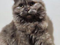 Scottish fold kedime acil yuva aranıyor