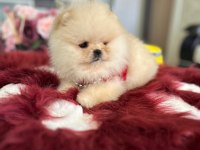 Mini boy ayıcık pomeranian boo