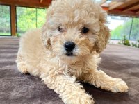 Irk Garantili Maltipoo Yavruları