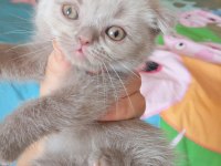 2 aylık miniklerimiz yuva arıyor safkan anne babadan olma