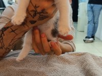 1 scottish fold ve 2 british longhair yavru kedilerim