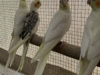 Kampanya sultan papağanı yavruları