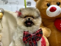 Show class pomeranian boo ayıcık kızımız