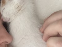 Sokakta kötü halde bulunan bebek kedimize yuva olur musun
