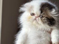 SAFKAN persian Sadece en iyisini isteyenler için