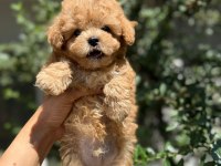 ARANILAN GÜZELLİKTE MALTIPOO YAVRUM