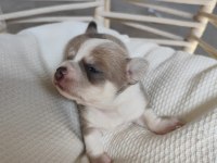 Renk renk chihuahua bebekler
