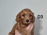 Toy Poodle Dişi Uygun Yer Sıkıntısından