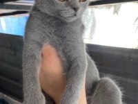 3 adet 3 aylık yavru british shorthair