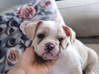 2.5 Aylık Dişi French Bulldog Aşısı Var