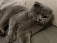 SCOTTİSH FOLD 1 YAŞINDA KEDİMİZ