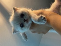British 1 aylık kedi