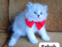 GOLDEN YAVRU KEDİLER