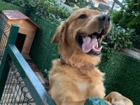 Golden retriever 2 yaşına yaklaştı
