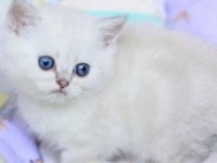 British shorthair dişimiz