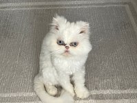 İRAN KEDİMİ ÜCRETSİZ SAHİPLENDİRİYORUM