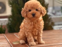 Toy Poodle Yavrular