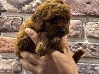 TOY POODLE KORE KAN