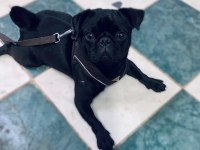 2 yavru erkek 1 dişi genç pug