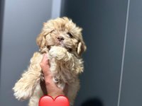 Maltipoo yavrum 55 günlük