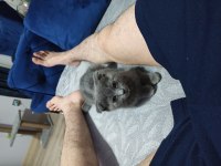 2 aylık dişi scottish fold