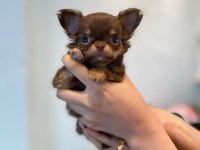 Teacup Xs Elma Kafa Küt Burun Şivava Yavrular