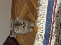 Chinchilla 2 aylık yavru kedimiz