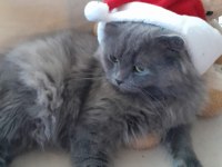 1.5 Yaşında yakışıklı british longhair oğlunuz