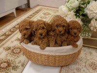 Poodle Mınık Kurabiyeler