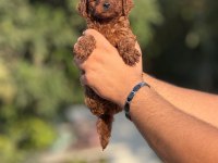 Büyümeyen Aşılı Çiş Eğitimli Toy Poodle