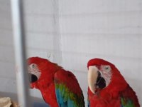 DAMIZLIK MACAW PAPAĞANI