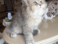 British longhair blue golden ay kardeşler
